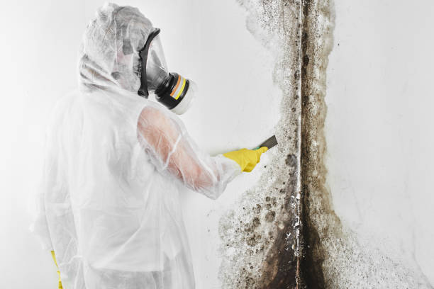 Best Emergency Mold Removal  in Woodsville, NH