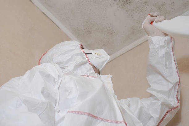 Best Affordable Mold Removal  in Woodsville, NH
