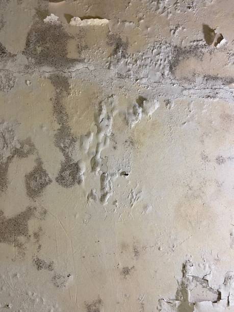 Best Crawl Space Mold Removal  in Woodsville, NH