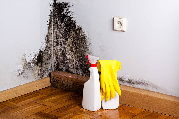 Best Residential Mold Removal  in Woodsville, NH