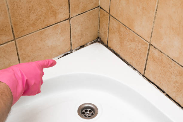 Best Black Mold Removal  in Woodsville, NH